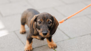 Noch nie haben die Kommunen so viel Geld mit Hunden verdient wie im vergangenen Jahr.