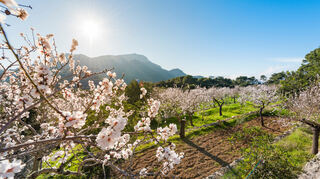 Die Mandelblüte verwandelt die Insel in ein Blumenmeer - alles voller zarten weißen und rosa Blüten.