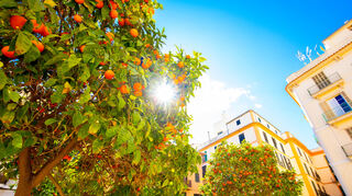 Von Februar bis Mai - hier erlebt Mallorca die Zeit der Orangenblüte.