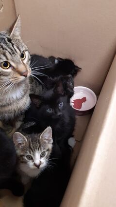 Die Katzenfamilie wurde aus ihrer misslichen Lage gerettet.