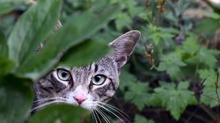 Bis Ende August dürfen Freigänger-Katzen im Walldorfer Süden nicht nach draußen.