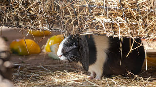 Das Meerschweinchen „Lirpa“ aus dem Heidelberger Zoo.