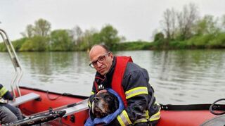 Hund "Henry" nahm die Hilfe der Feuerwehrleute dankbar an.