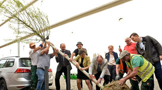 Oberbürgermeister Specht (Mitte) und Erste Bürgermeisterin Pretzell (5. v. r.) verpflanzen einen Buga-Baum in der Neckarstadt-West.