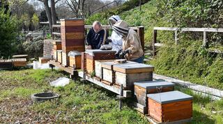 Die Bienenkästen im Mannheimer Luisenpark.