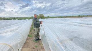 Andreas Eberhardt zeigt den kleinen Folientunnel unter der größeren, dritten Folie auf dem Spargelfeld.