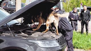 Drogenspürhund Jara schnuppert sich durch den Motorraum dieses verdächtigen belgischen Range Rover.