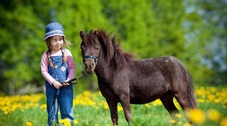 Kinderlieblinge: Kleine Ponys für kleine Abenteurer.