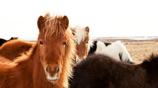Ponys - sanfte Riesen im Miniaturformat, die mit ihrer liebevollen Art verzaubern.