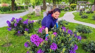 Tanja Freund hat die Blüten von insgesamt 140 Rhododendren auf dem gärtnergepflegten Grabfeld „Bestattung unter Bäumen“ in Ladenburg im Blick.