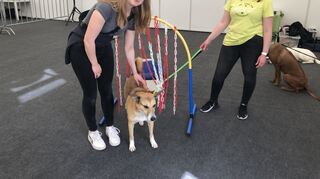 Spielerisch: Hundebesitzerin Sarah Schindler läuft mit Mischlingshündin Paula über den Parcours. Trainerin Alexandra Stephan (re.) assistiert.