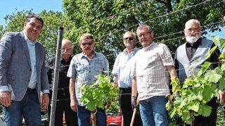 Eine Rieslingrebe in Gedenken an Peter Riehl: Christoph Oeldorf (v.l.), Peter Grüber, Georg Frank, Thomas Höhr, Wolfgang Frank, Karl-Heinz Schulz.