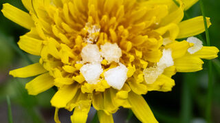 Graupelkörner liegen nach einem Graupelschauer auf einer Blüte.