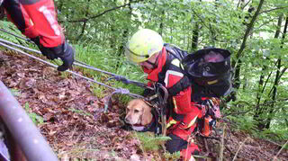 Der Beagle war am Pfingstmontag in eine hilflose Lage geraten