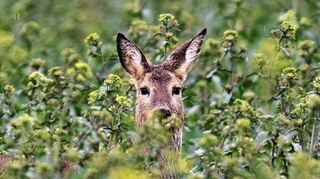 Um Rehe zu schützen, sollen Hunde an die Leine.