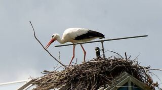 Ein Storch beim Nestbau im Luisenpark: Viele Tiere leiden unter den starken Regenfällen.