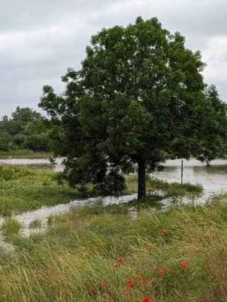 Auch in Ilvesheim ist der Neckar über seine Ufer getreten.