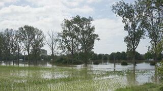 So viel Nass: Das Wasser geht bei Nordheim vom Rhein direkt in die angrenzenden Auen über.