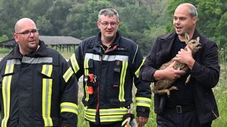 Die Feuerwehrleute Dirk Wagner (v.l.), Jürgen Rettig und Christoph Neumann bringen ein Rehkitz in Sicherheit.