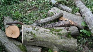 Reste der gestern gekürzten Hainbuche. Im kurfürstlichen Garten sind die Auswirkungen des Klimawandels massiv zu spüren.