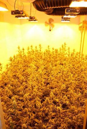 Eine richtige Profi-Plantage hat die Polizei in Lingenfeld entdeckt.