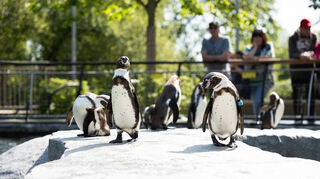 Die Humboldt-Pinguine stammen von der Pazifikküste Südamerikas.