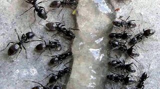 Ein Gel ködert Ameisen: Als Methode der Bekämpfung der Spezies Tapinoma magnum ist es aber zu teuer und uneffektiv.