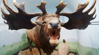 Die lebensgroße Nachbildung eines Riesenhirschs in der Ausstellung „Eiszeit-Safari“ der Reiss-Engelhorn-Museen.