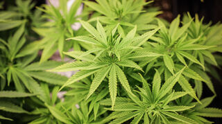 Rund um die Cannabislegalisierung gibt es noch viel Unsicherheit.