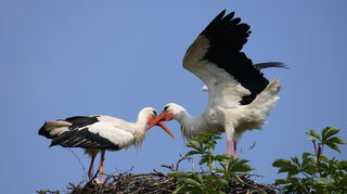 Weissstorch-Paar am Nest