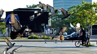 Tauben gehören, wie hier auf dem Alten Meßplatz, zum gewohnten Stadtbild in Mannheim. Das hohe Aufkommen der Vögel stellt ein Problem dar.