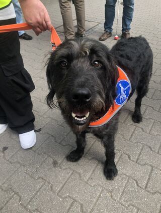 Tierischer Helfer: Blindenführhund Louis. Er kostet einen fünfstelligen Betrag.