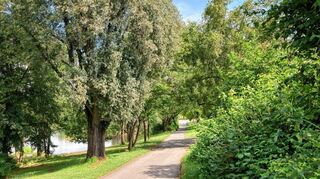 Der viele Regen hat dazu geführt, dass Mannheim so grün ist wie lange nicht mehr – wie hier am Unteren Vogelstangsee.