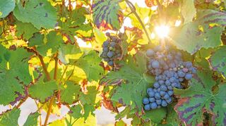 Die klimatischen Veränderungen machen vor dem Weinbau nicht halt. Schäden an Blättern und Früchten durch intensive Sonneneinstrahlung beispielsweise nehmen zu.