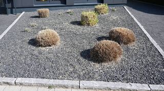 Obwohl sie im Prinzip verboten sind, soll es in Mannheim knapp 2000 Flächen geben, die mehr oder weniger aussehen wie diese in Bremen.