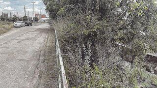 Unscheinbar und versteckt hinter Hecken am Altrhein: Der Stinkkanal in Höhe der Riedspitze (links, mit Essity-Produktionshallen im Hintergrund).