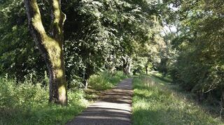 Blick auf den Rheindamm in Höhe der Kleingärten in Neckarau. Solange das Regierungspräsidium auf einer Dammverteidigung pocht, ist kein Baum gerettet.