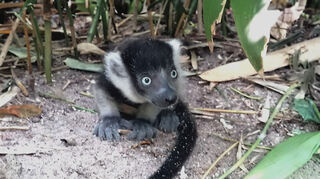 Mutig und neugierig zeigt sich der jüngste Nachwuchs bei den Gürtelvaris.