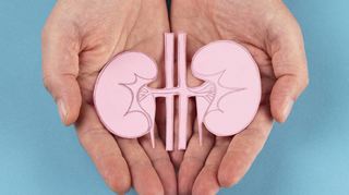 2023 wurden in Deutschland insgesamt 2877 Organe von 965 Personen transplantiert, die Niere ist das häufigste Spenderorgan.