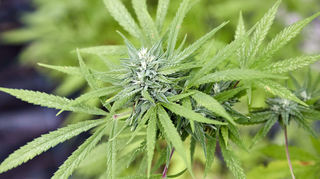 Die sogenannten Cannabis Social Clubs (CSC) befinden sich in Mannheim in den Startlöchern.