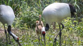 Zwei Mandschurenkraniche stehen im Zoo mit ihren Küken auf einer Wiese.