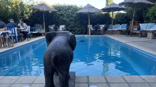 Einer der bekanntesten privaten Pools in der Pfalz: Der kleine Schwimmbecken im ehemaligen Café Solo in Weisenheim am Berg.