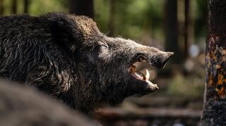 Wildschweine sollen wegen der Afrikanischen Schweinepest nicht aufgescheucht werden – weder von Hunden, Menschen noch von Mähdreschern.
