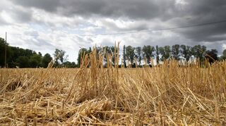 Getreideernte am Lampertheimer Weidweg: Für die Bauern in der Region ist es kein einfaches Jahr.