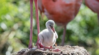 Im Heidelberger Zoo sind fünf Flamingo-Küken geschlüpft.