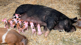 Muttersau mit neugeborenen Ferkeln und halbwüchsigem Jungschwein im Heidelberger Zoo.
