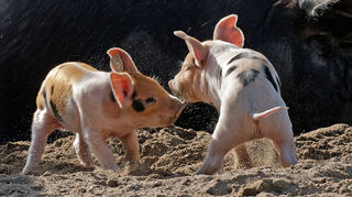 Nachwuchs bei den Schweinen im Heidelberger Zoo.