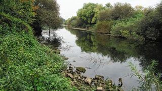 Am Unteren Neckar, wie hier am Altneckar Wieblingen, ist die Fischfauna stark bedroht.