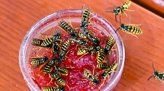 Gerade im Spätsommer brauchen Wespen zum Überleben Zucker. Den finden sie in süßen Lebensmitteln wie Kuchen, Säften, Marmelade oder Limonade.