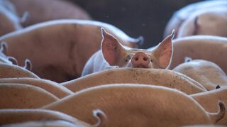 Nachdem die Afrikanische Schweinepest nach Deutschland vorgedrungen ist, müssen die Landwirte noch penibler auf Hygiene im Stall achten.